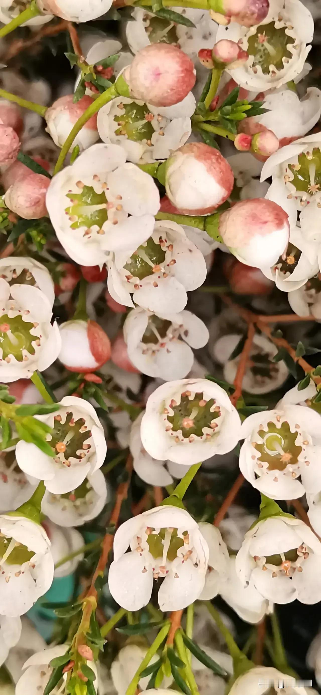 花簇间的微观盛景
 
当目光聚焦于这簇花，仿佛开启了一场微观世界的奇妙之旅。
 