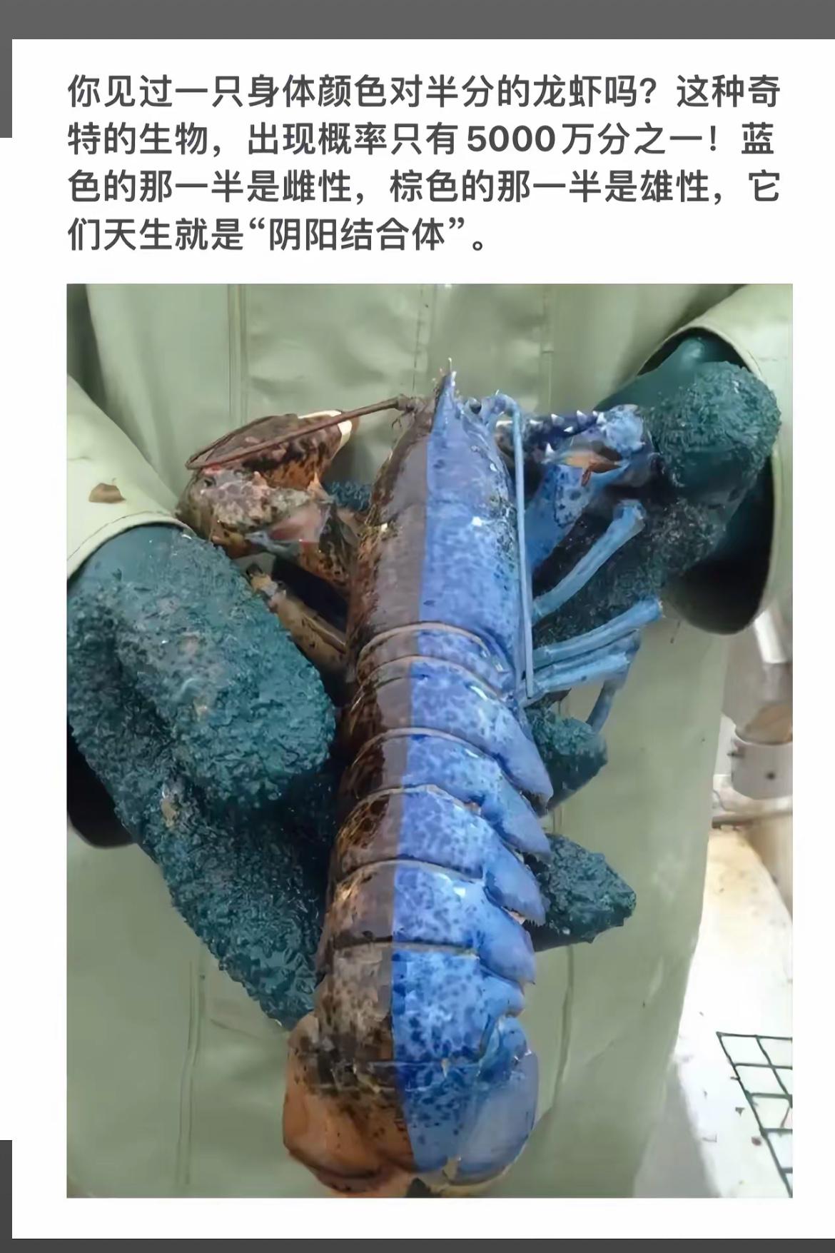 罕见阴阳结合体龙虾，蓝棕相间，自然奇观！