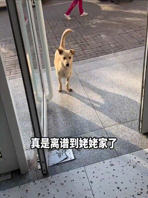 一只流浪狗竟然会去找宠物医生看病。
事情是这样的，流浪狗总去宠物医院蹭猫粮，宠物