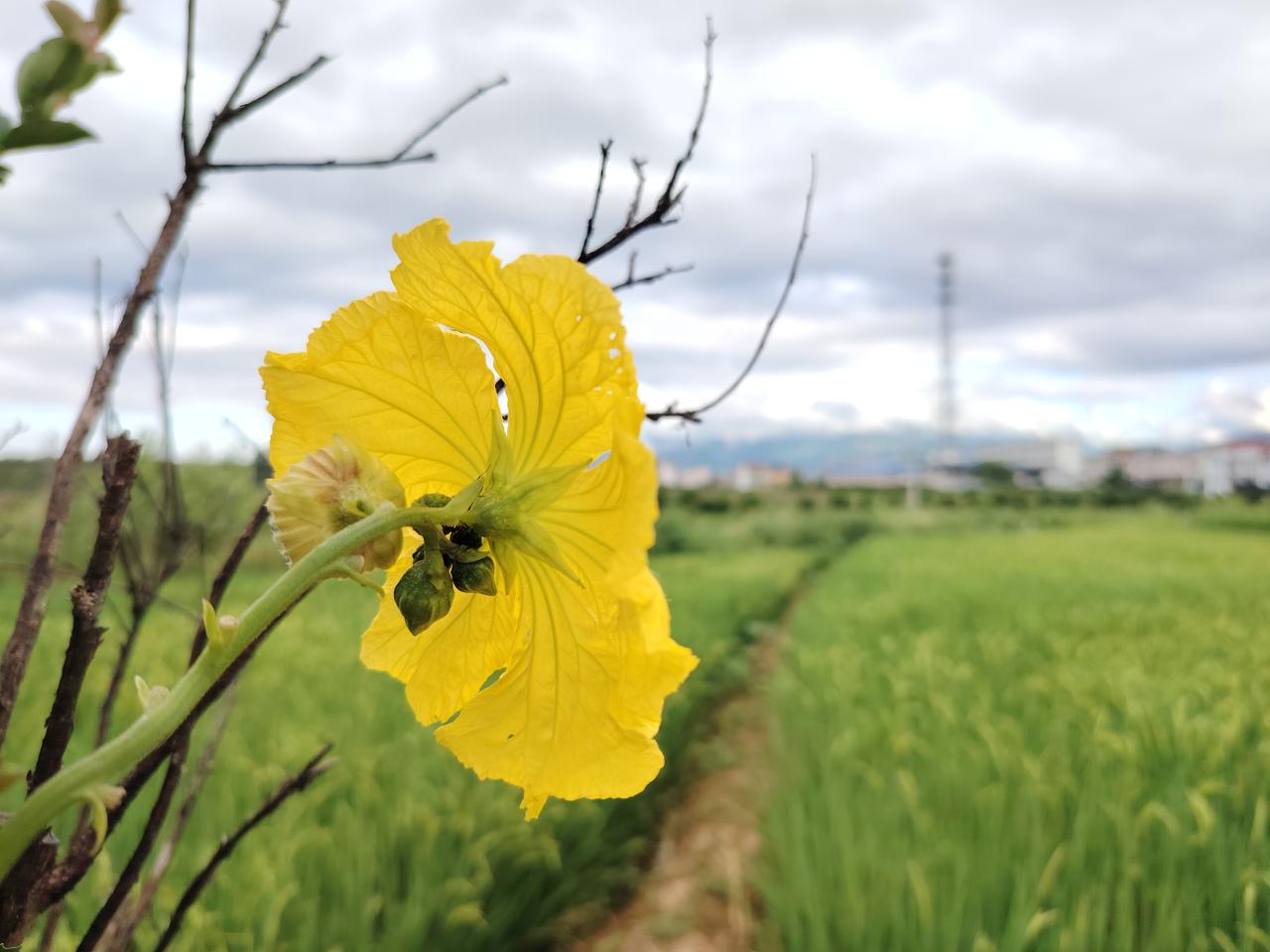 今日立秋：丝瓜花
