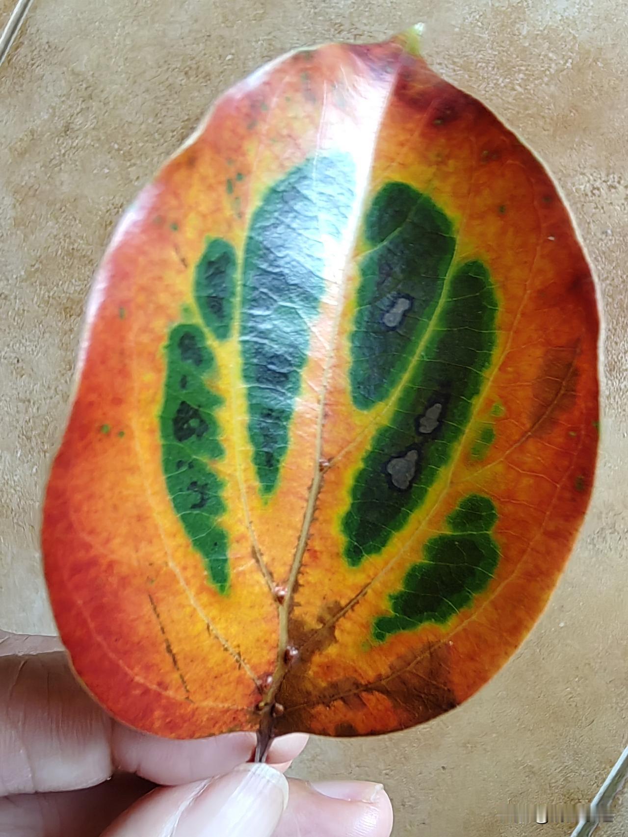 一片坚强的树叶
我漫步在公园，春风轻轻拂过我的脸庞，多么舒服，多么轻柔，带着阵阵