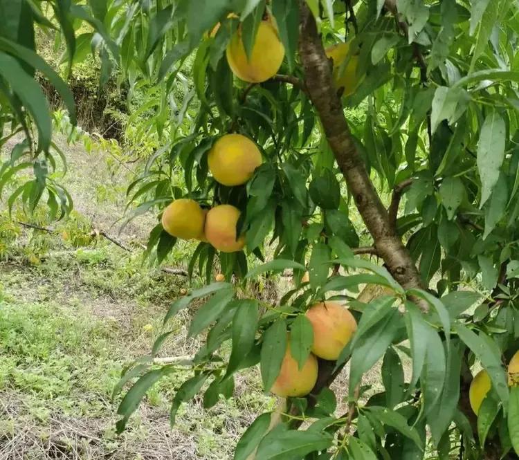 一直很好奇，有没有朋友跟我一样，吃桃子时不敢咬桃皮的？

我吃桃必须得削皮，不是