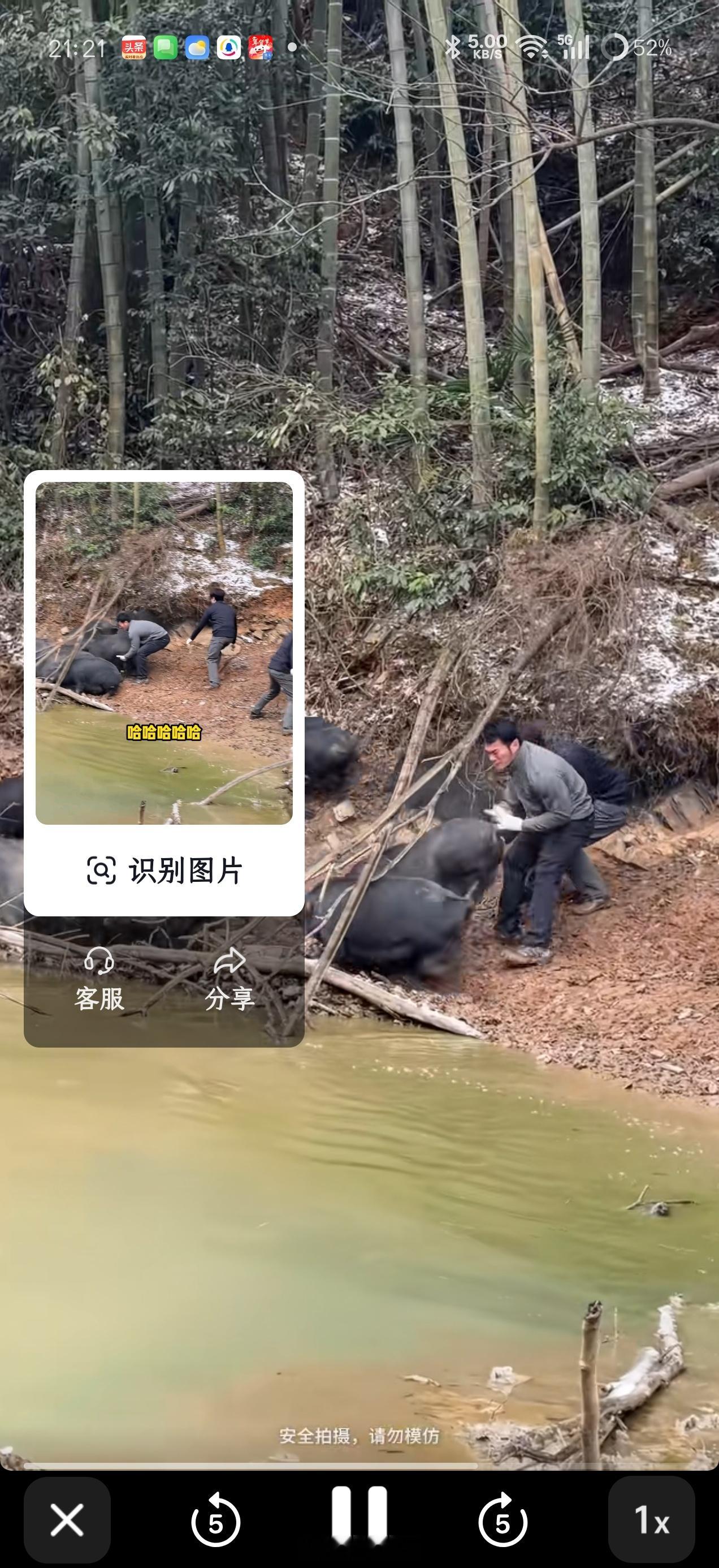 好你个李维刚，连猪🐷都不放过……