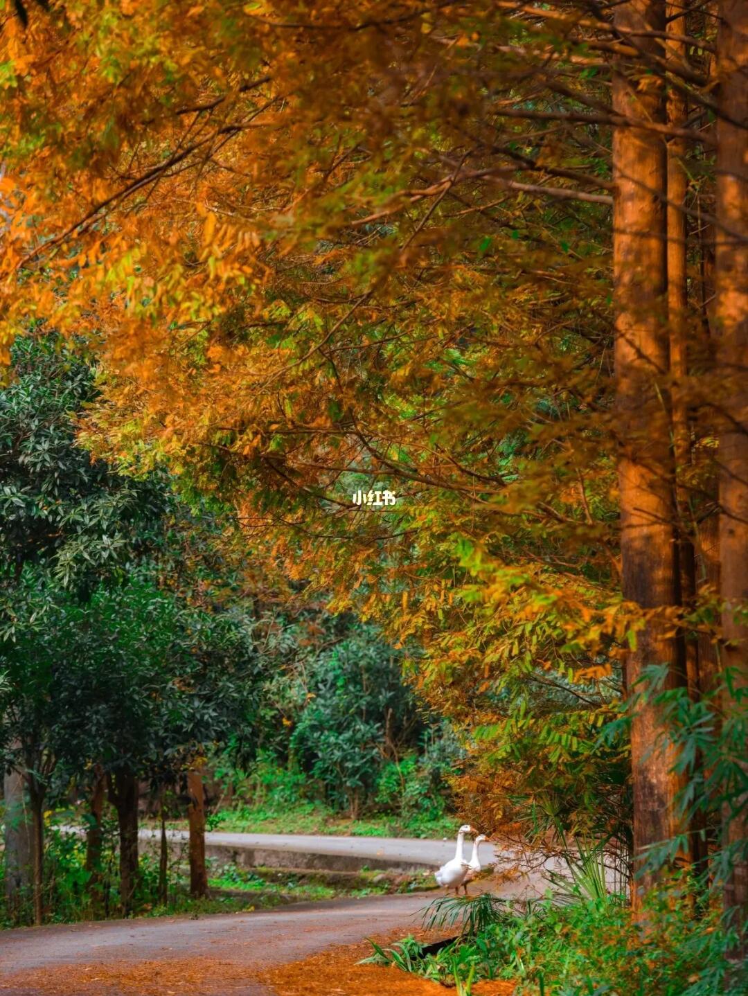 惊艳！原来重庆路也藏着这样的金秋秘境