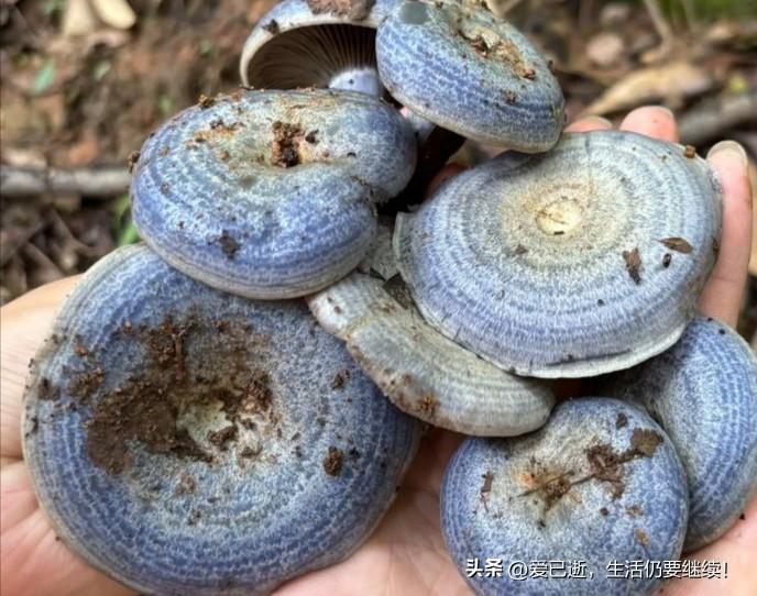 今年春天最想实现的心愿希望今年夏秋之际，可以回到老捡几次云南野生菌，毕竟我从小就