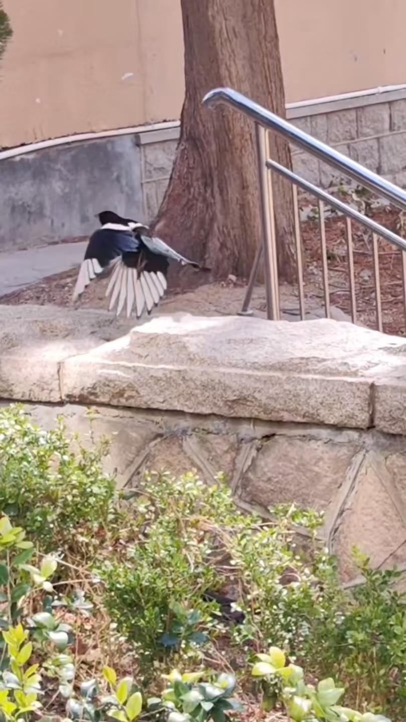 菩萨蛮•鲜花连续秀2581
作者/平常心
（2026.4.10.6:50）
触暖