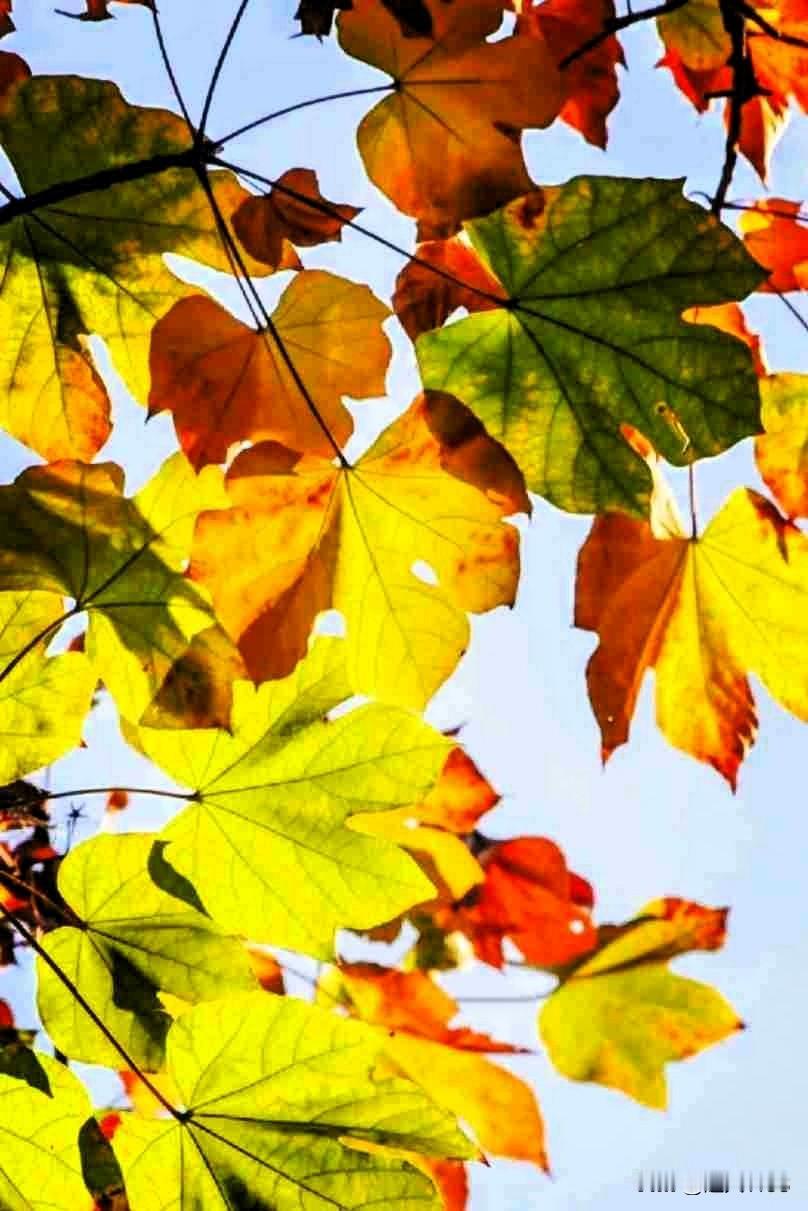 我的今日状态：😁轻松愉快
我这里的天气：☀️晴天

又是美好的一天，
友们上午