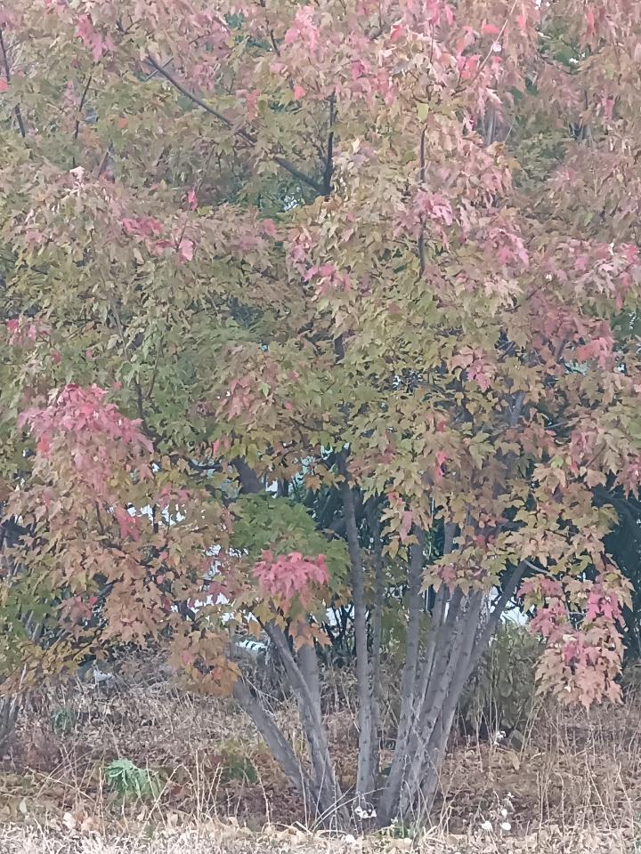 秋天来了，树叶黄了，冷风吹过一地的落叶，好像在告诉你已是深秋。
