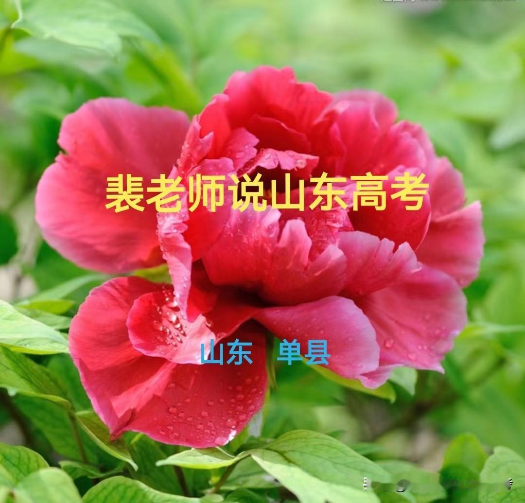 【山东高考】（26/05/31）专科志愿填报中，统招专升本的策划。山东26年高考