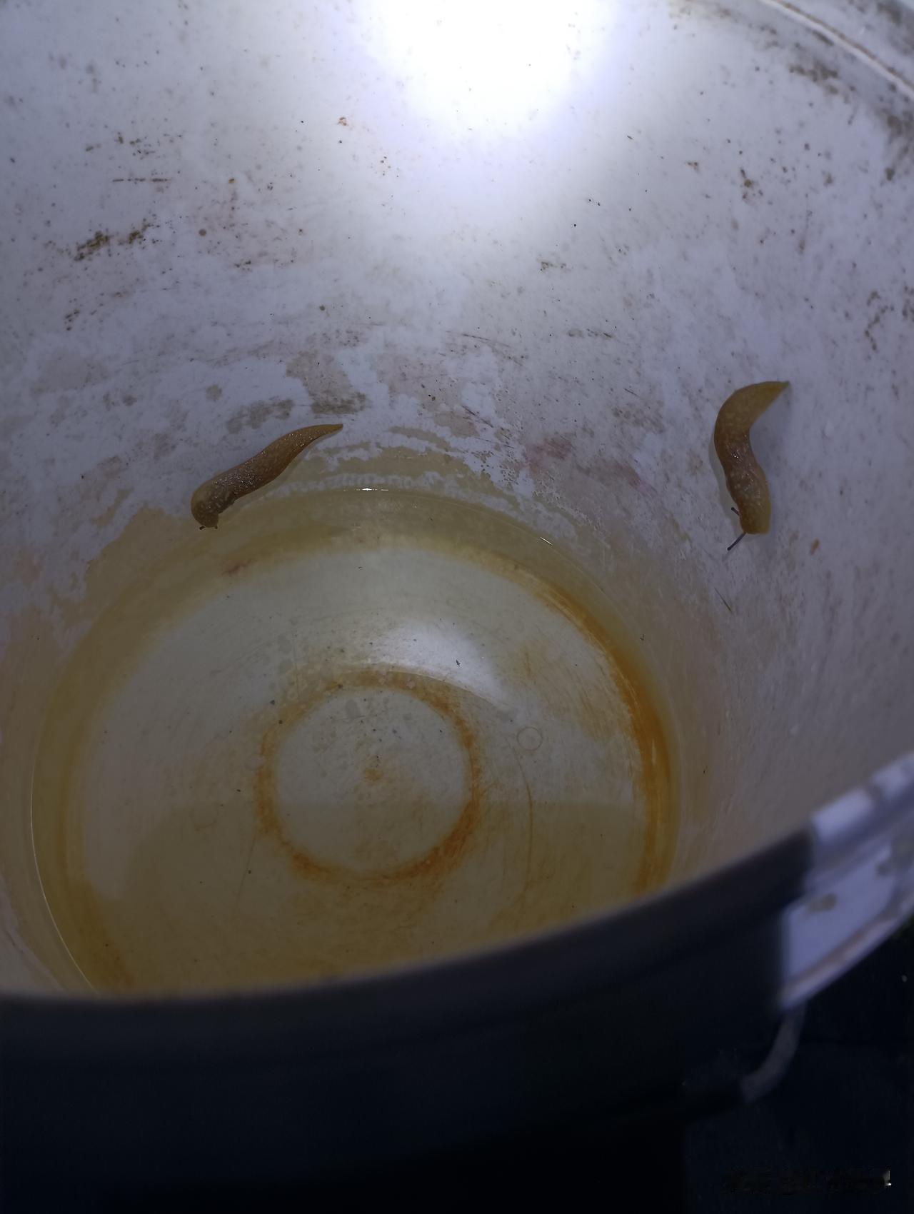年近七十头一回见！桶里爬出怪虫子，谁认识？
 
昨晚我把泔水倒掉，空的小白桶放在