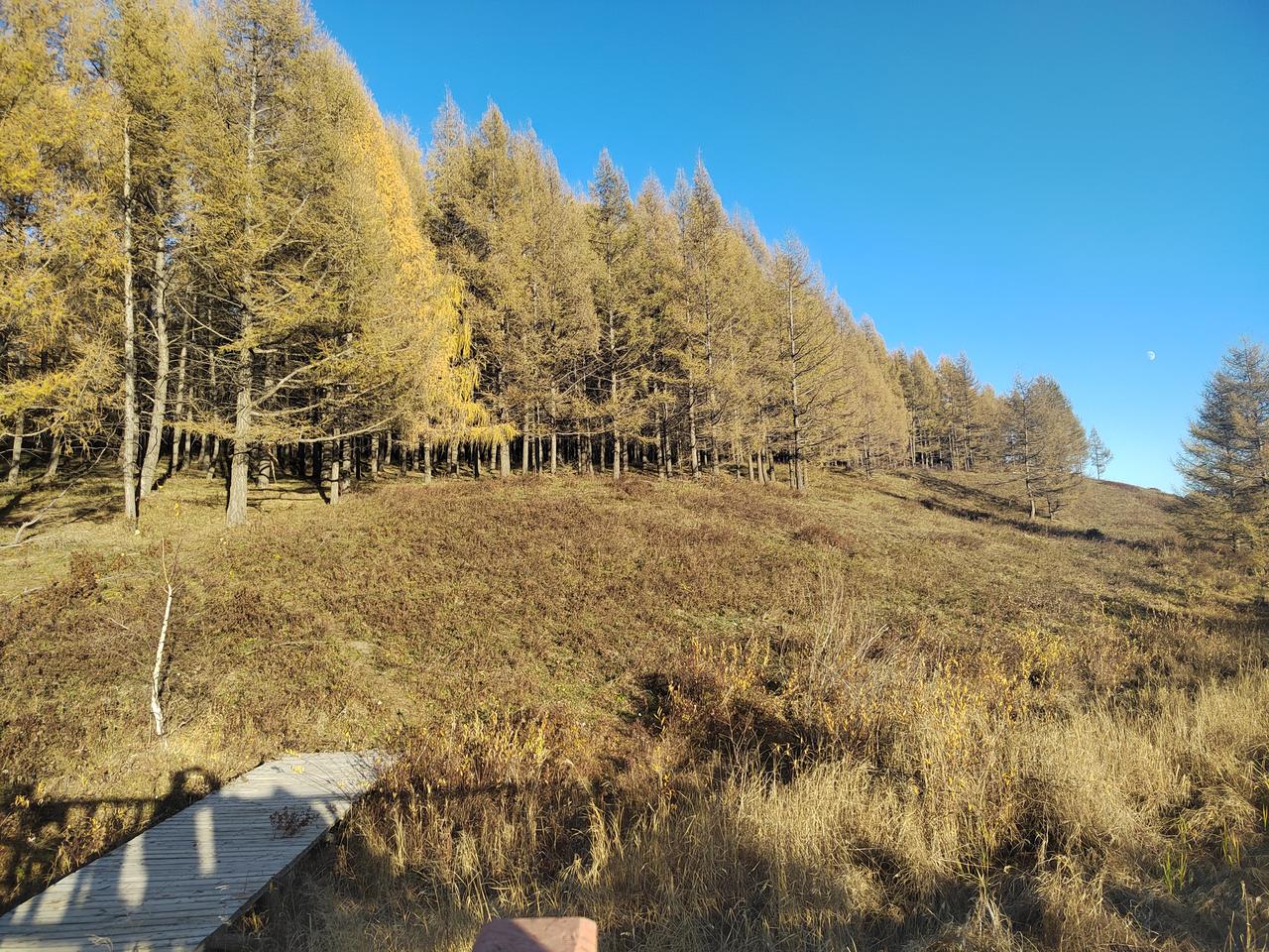 十一第二天，塞罕坝国家森林公园