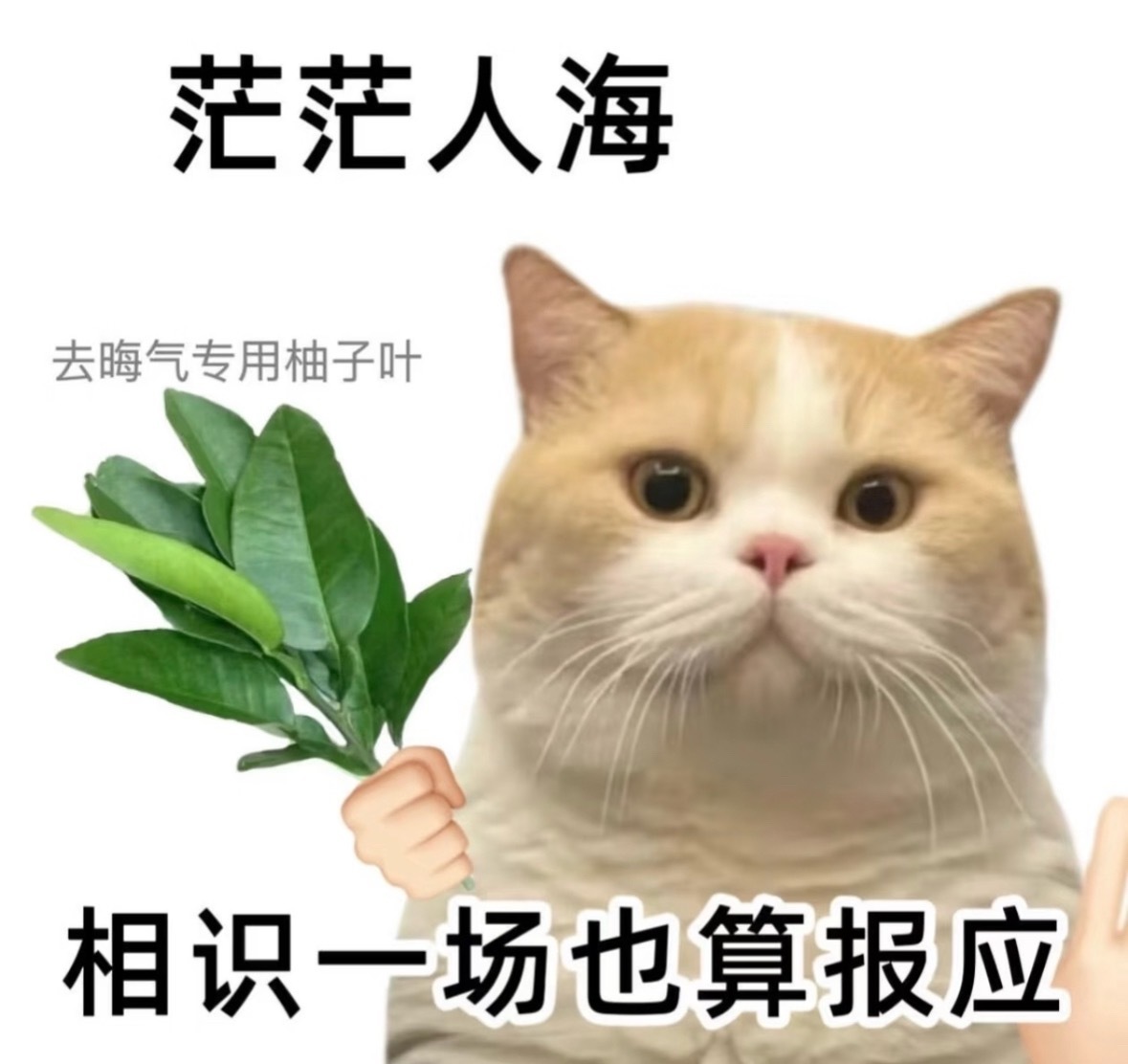 一看就猜是lmp，点进去果然是lmp，毫无悬念……听说十条反黑有八条是王橹杰，一