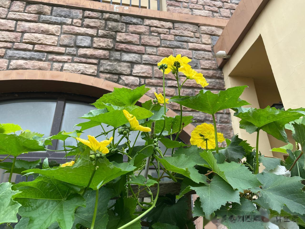 15年前在农村买带院养老房，准备退休后种种菜养养花，，现在虽然老伴还没退休，但是