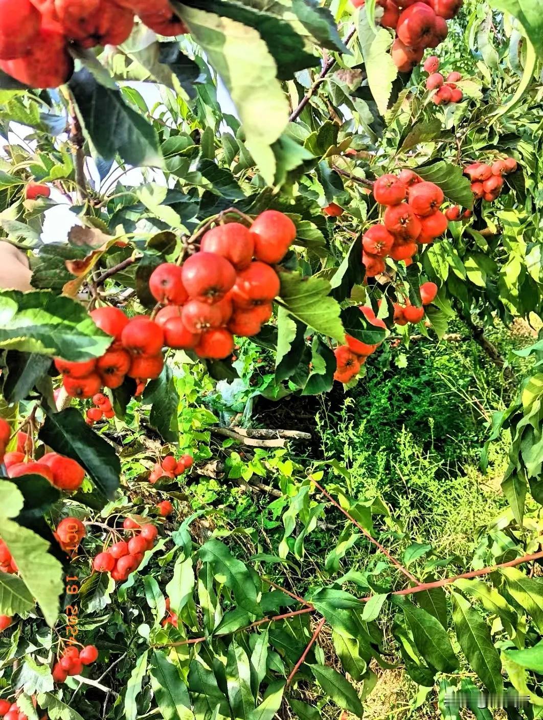 
口感酸甜，富有嚼劲；不仅可以入药，还能制成美味的零食——山楂，是秋日里一道独特