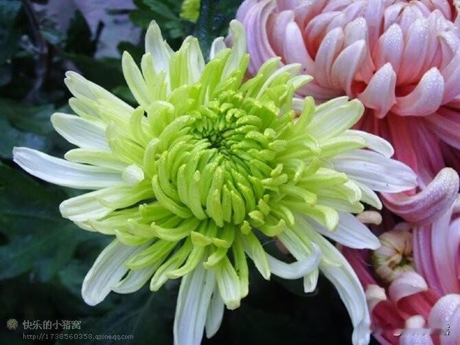 分享一组清雅美丽的绿色菊花。绿菊不慕东篱黄金甲的灿烂，独守寒枝抱月明，以青绿之色