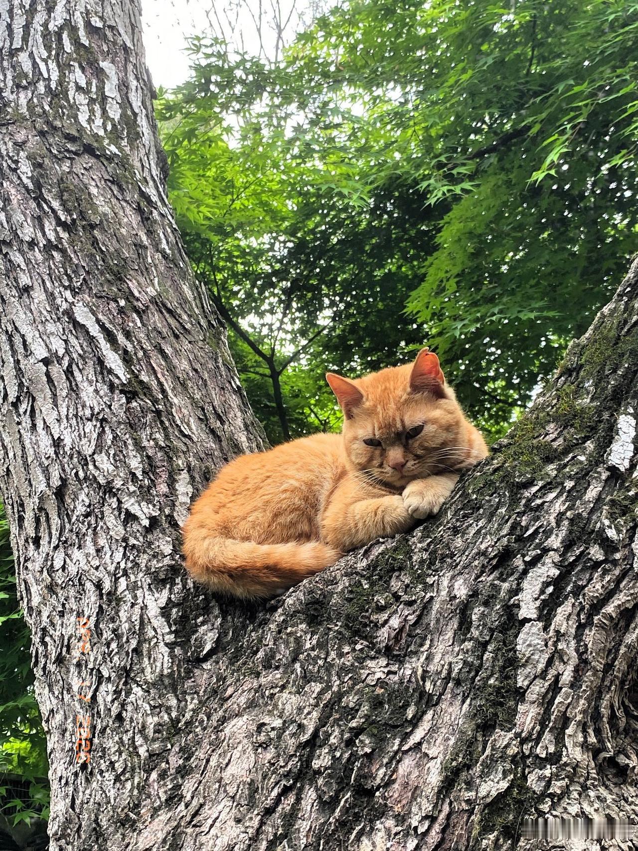 今天离开虎丘北门时，遇到了这只橘猫。它好像专门趴在正对北大门的树上，等着进出的人