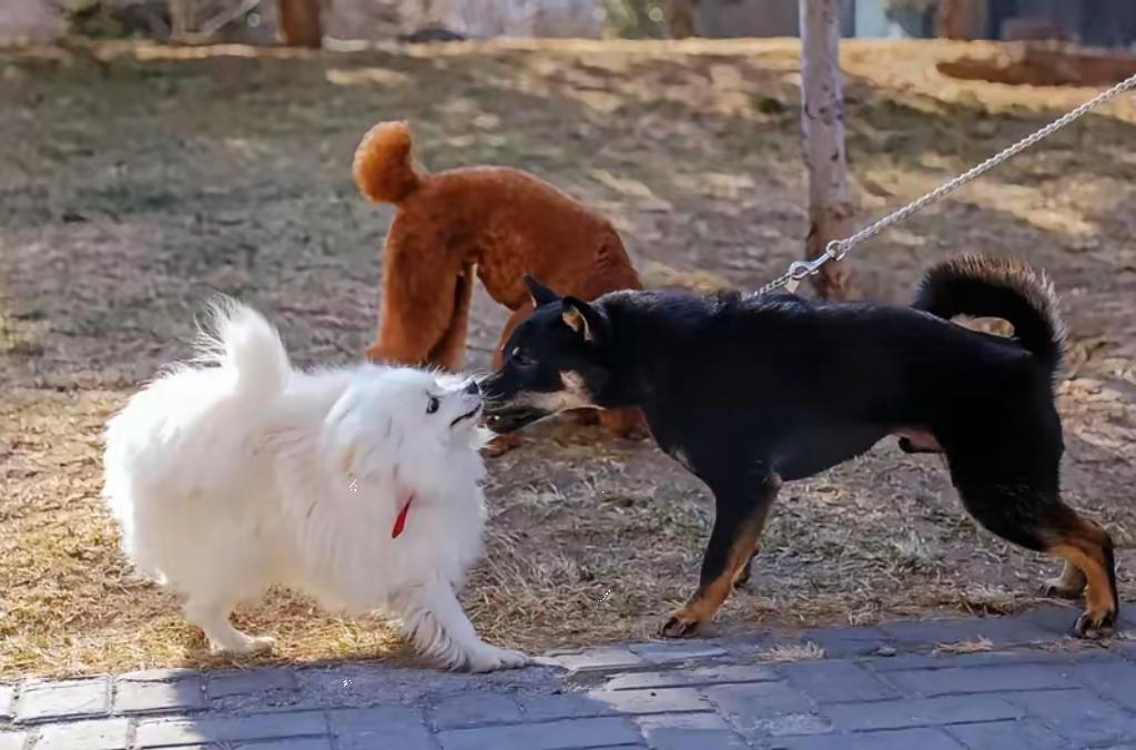 北京养犬草案被骂这么狠。
​不是骂得没道理，是这件事本身传递出来的信号太值得琢磨