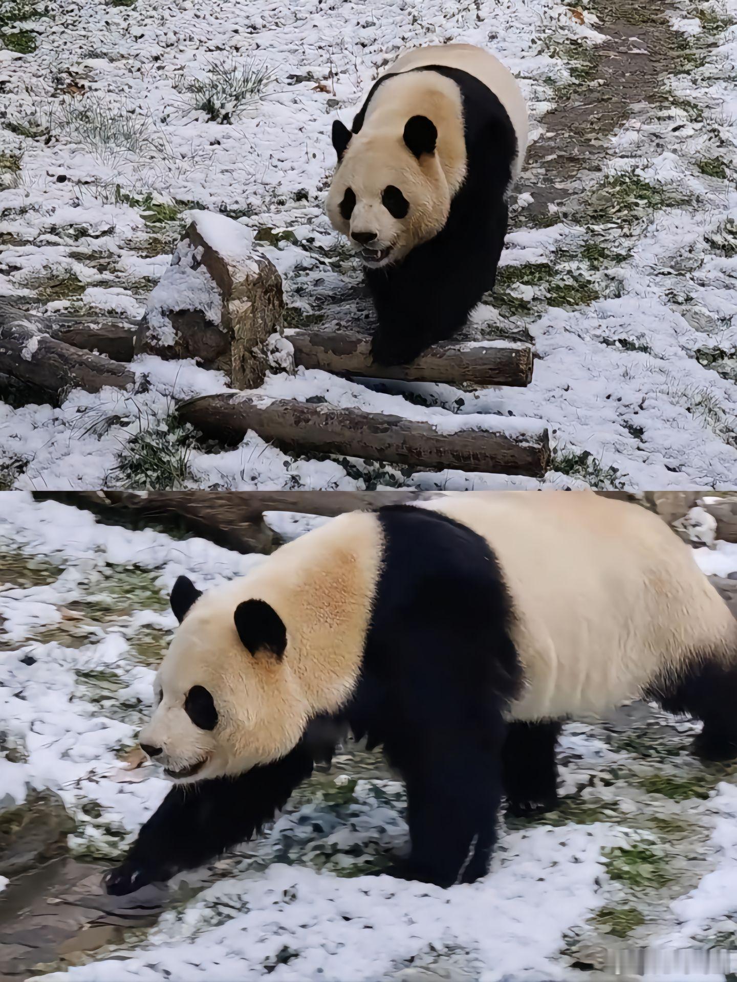 大熊猫福宝在外场散步，踩雪啰，笑得好开心 