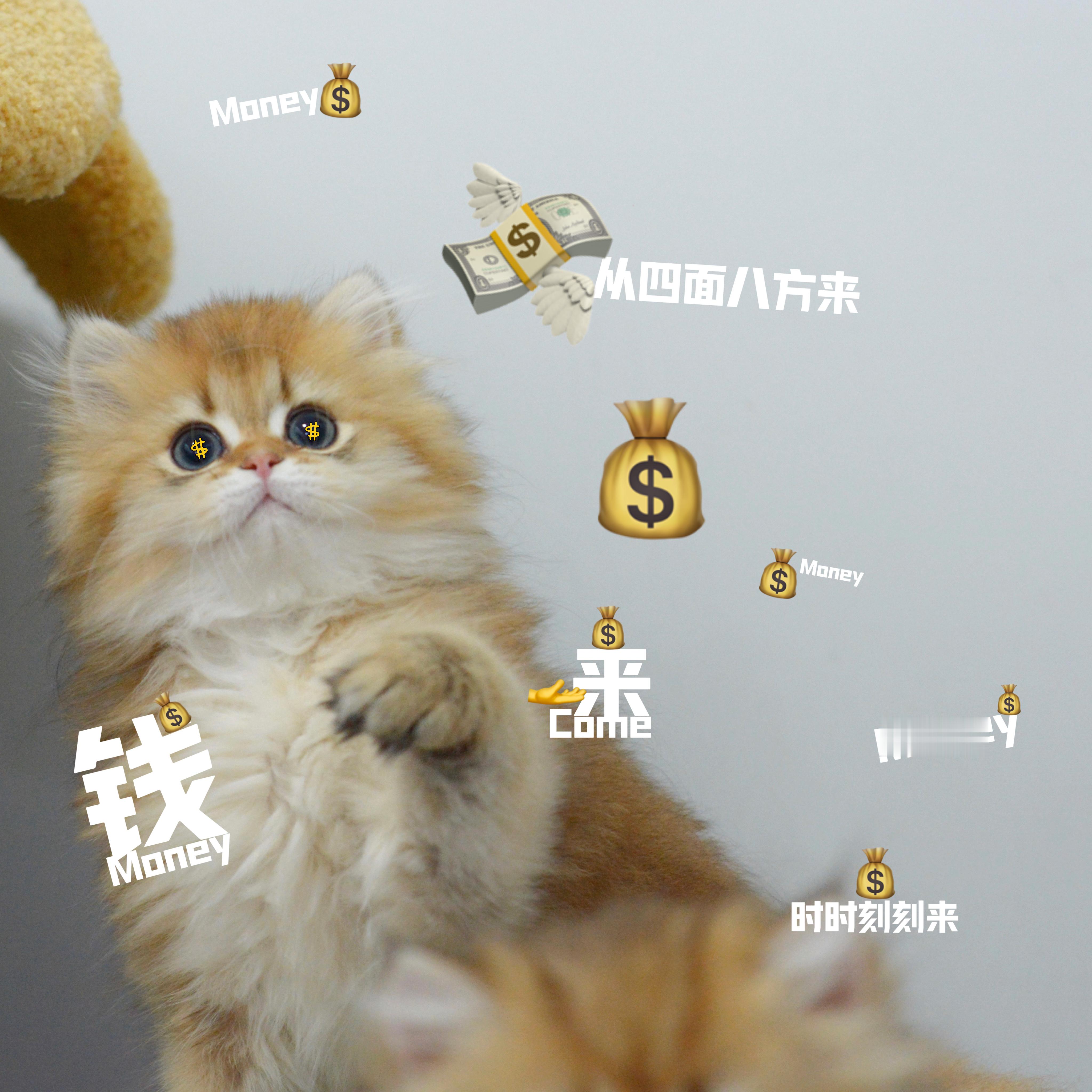 蹲新家的招财有兴趣来问宠物家庭优惠[太开心][太开心][太开心]#英国长毛猫##