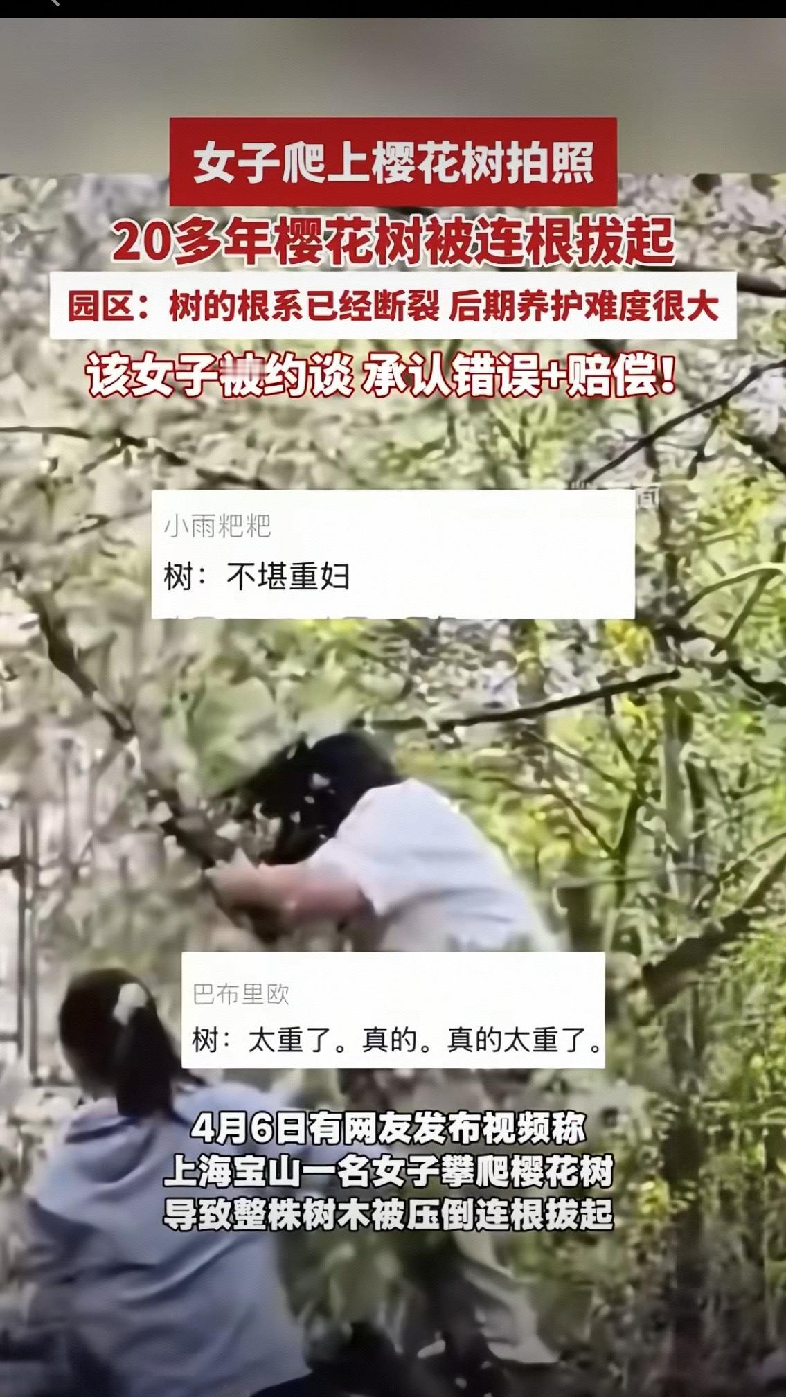 为拍美照爬上20多年樱花树，树被连根拔起！一句道歉，真的够吗？
 
春日樱花盛放