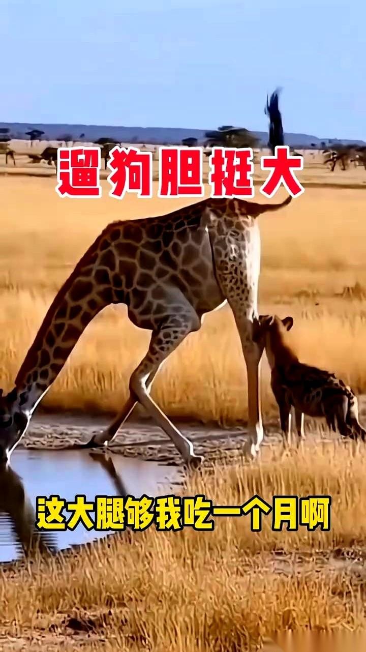 一脚闷我肋骨上，我整个人弓成虾米，半天没喘上气。
好家伙，为了逮你，我在这林子里