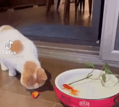 你倒是吃啊，给你机会了，你不中用啊？