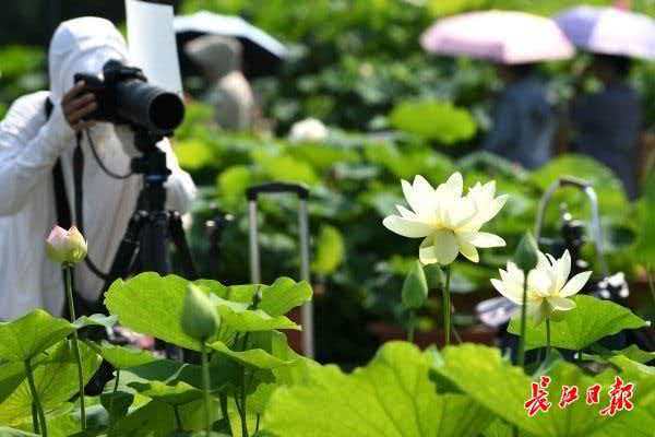 在武汉过夏天  【沙湖荷园花开正盛，市民纷至沓来赏荷】武汉夏季赏花地图来了  6