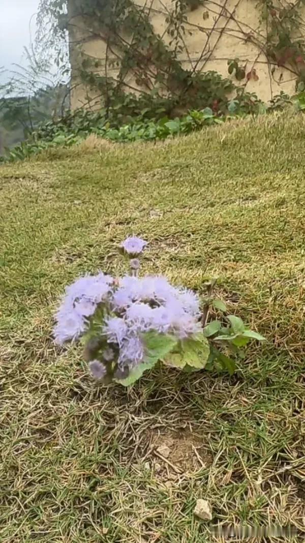 紫色小野花点缀在绿草间，自然之美尽收眼底。🌸🍃野草野花的美 迷人的野花盛开 