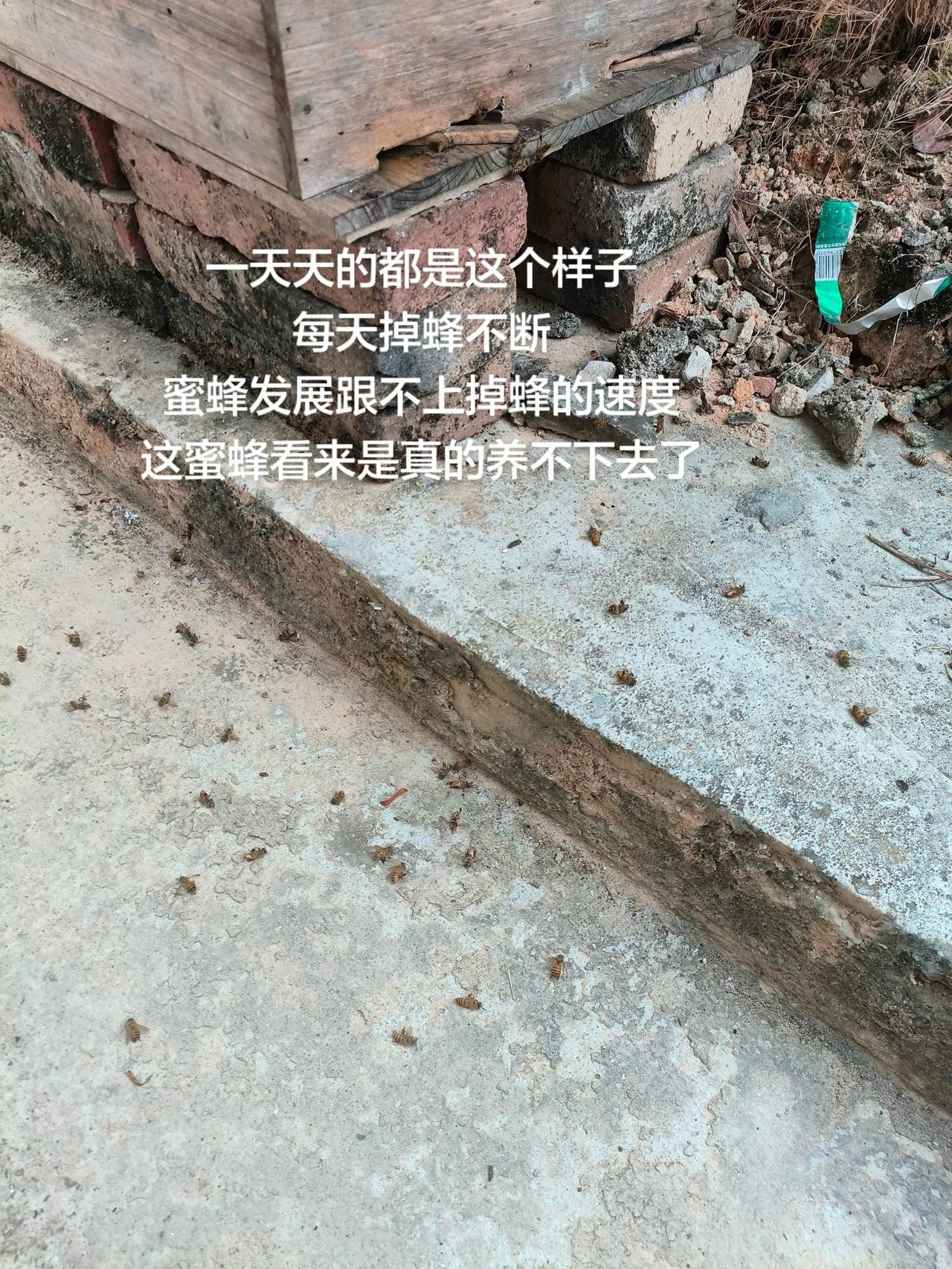 一天天的都是这个样子
每天掉蜂不断
蜜蜂发展跟不上掉蜂的速度
这蜜蜂看来是真的养