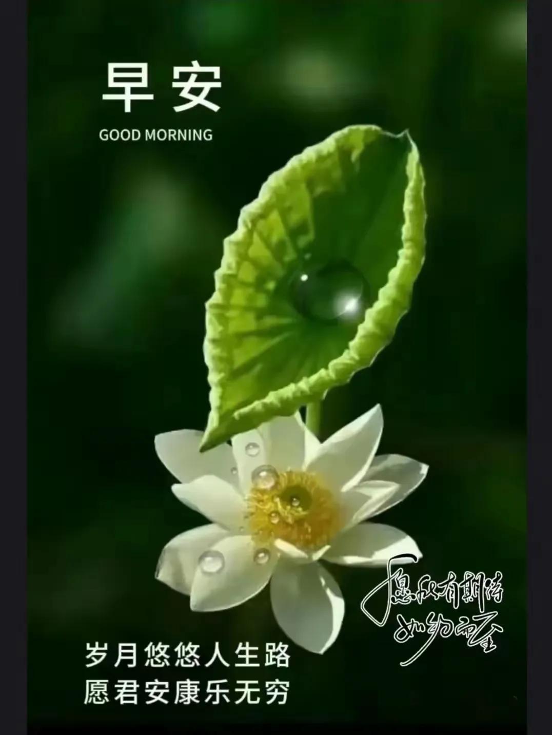 早安，愿君安康乐无穷！🌺🍃✨