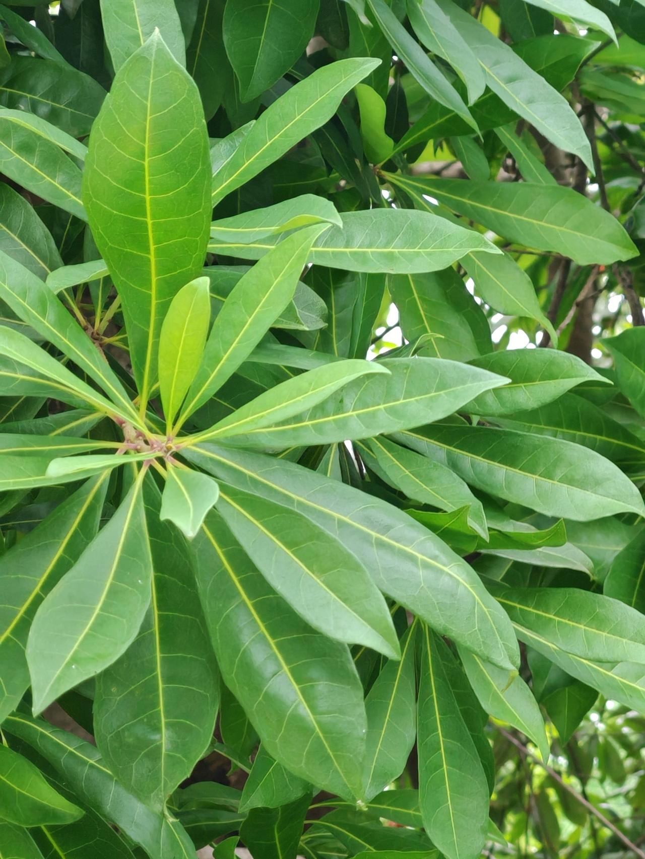 真心话茶局五菱星光征文总算完成了，真不容易啊。继续下一个征文，一起加油！