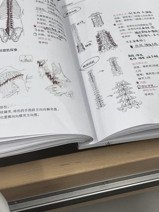 今年目标把所有肌肉起止点背下来