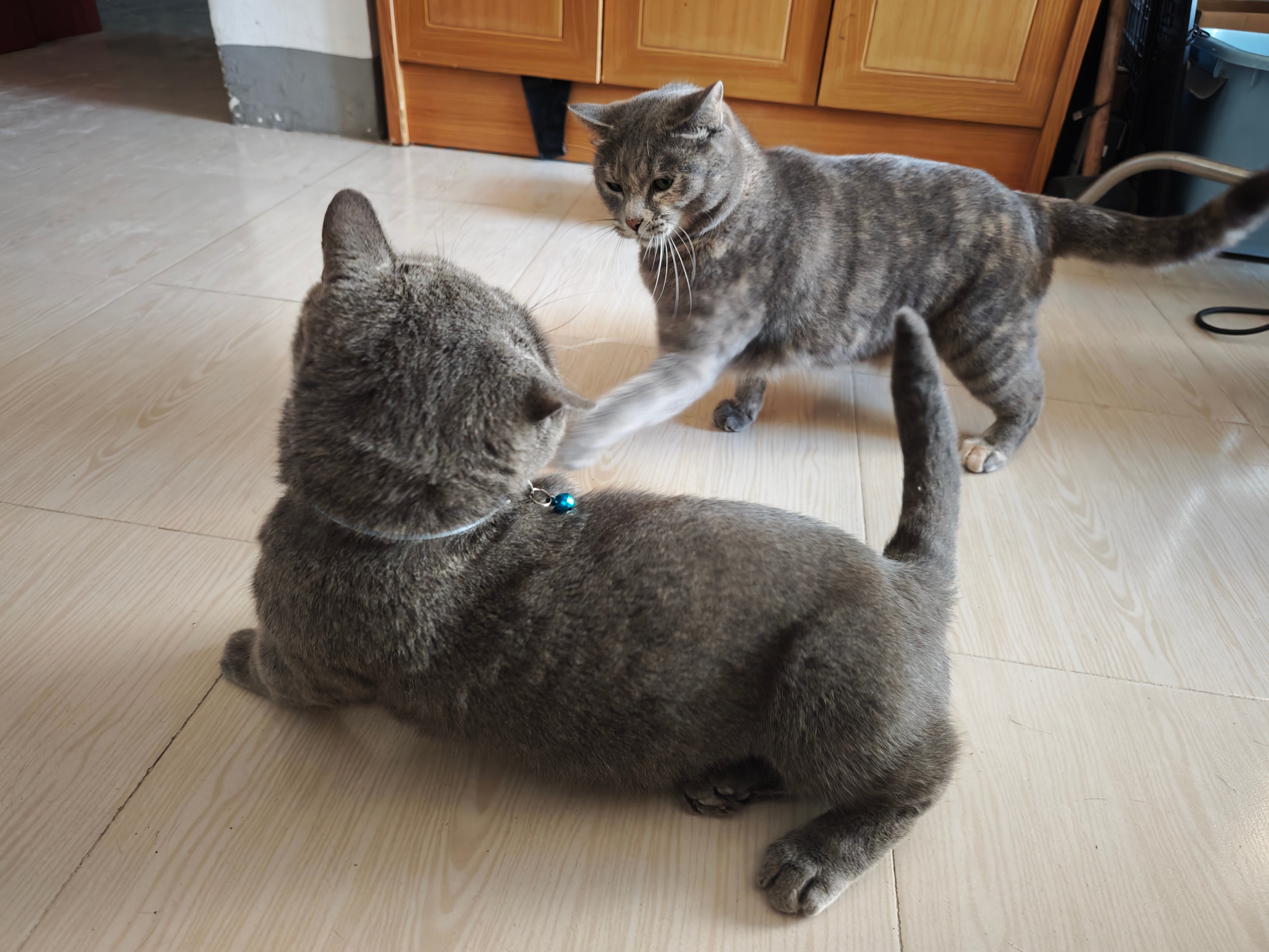 肥猫打肥猫，缺点是这个大头猫手短，根本打不到对面 