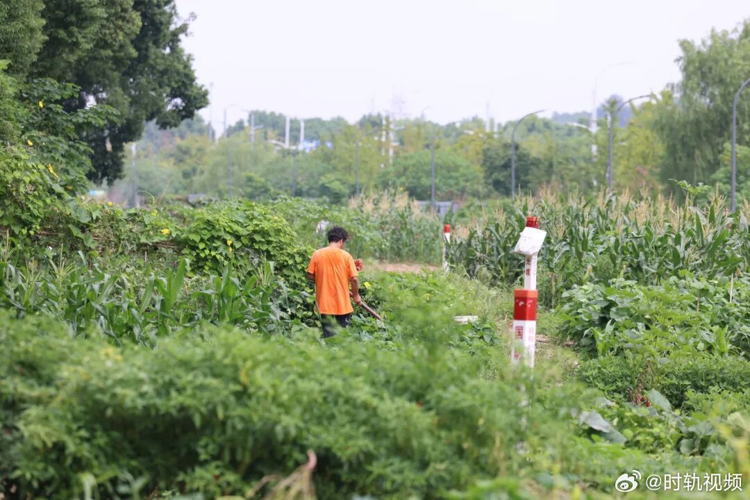 宁波奉化荒废绿地变菜地居民盼整治 宁波奉化岳林街道金钟社区东郡尚都和时代望府东侧