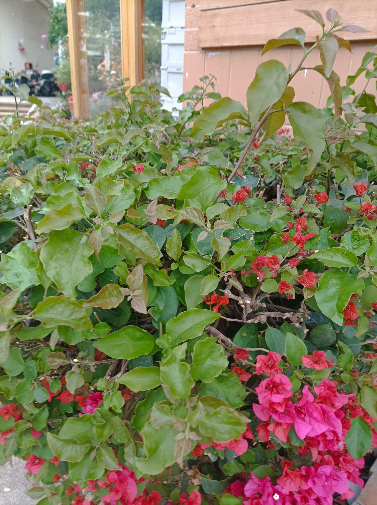 晒晒你家阳台上的绿植阳台上的绿植，现在开得最好的就是三角梅！