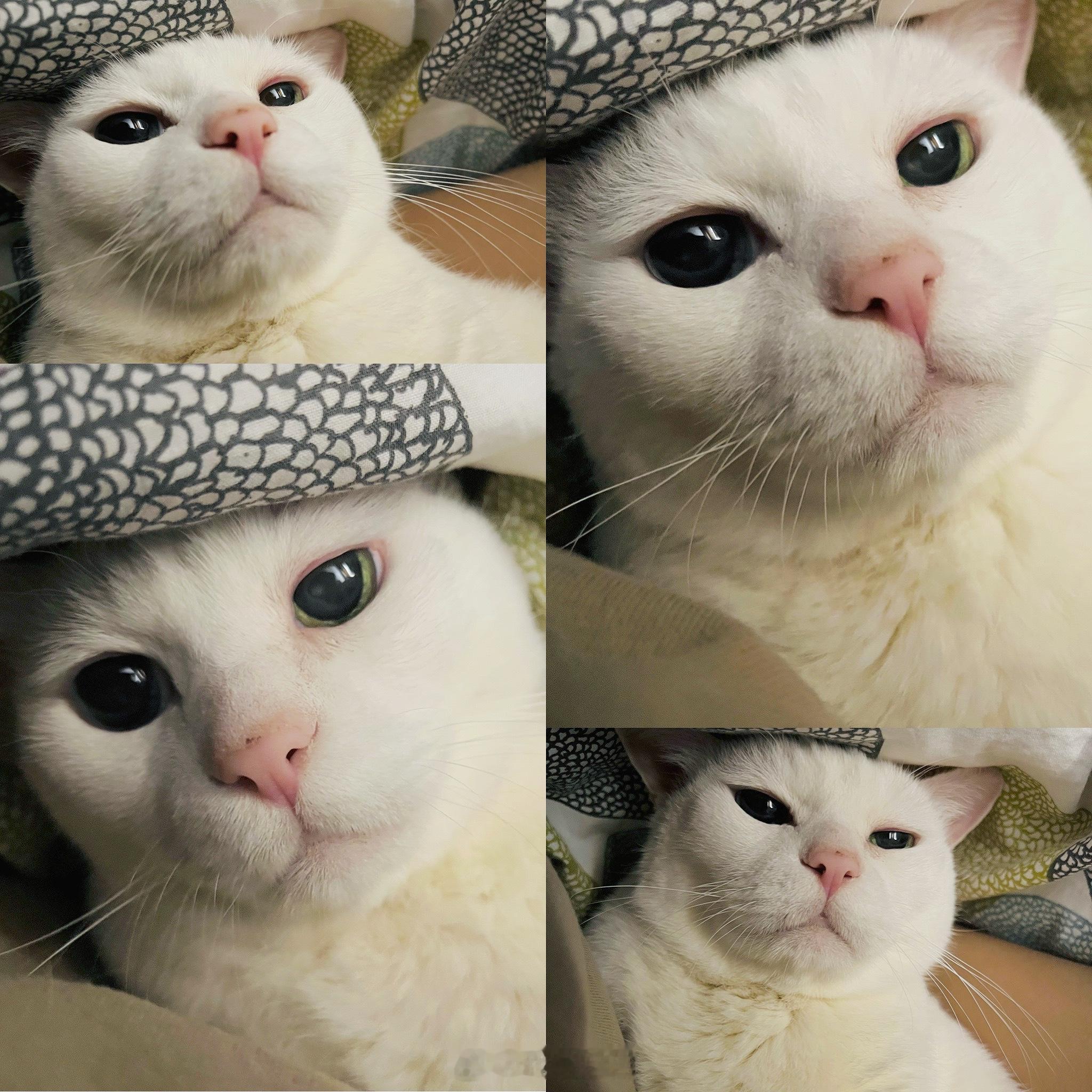 昨夜的香甜老寶🍯 ​​​