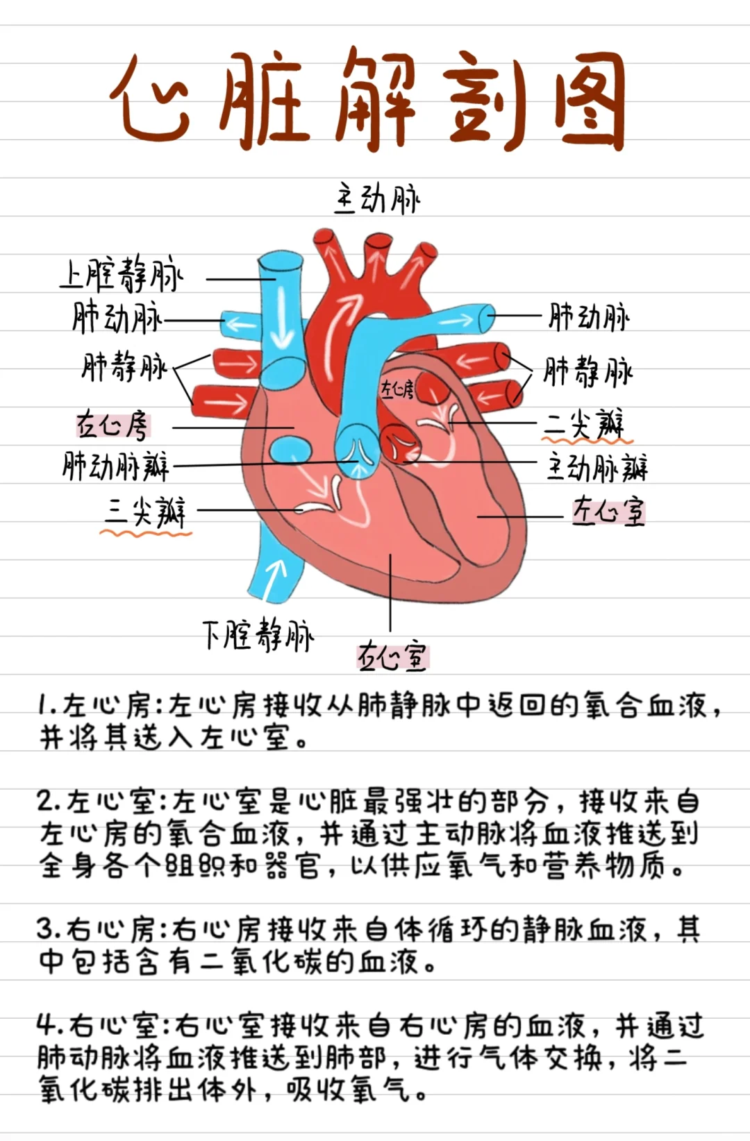 医学生笔记-心脏解剖图❤️