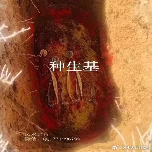 如何种生基？种生基古称“种生根”，在我们道法风水流派有一套严谨的方法步骤，并不仅