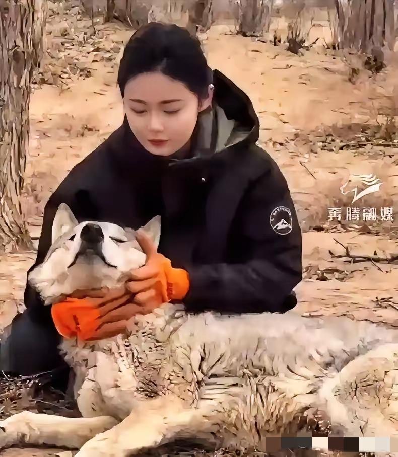 内蒙古一头野狼，干了件颠覆整个狼族认知的事。它怀孕了，肚子大得快拖到地上，眼看就