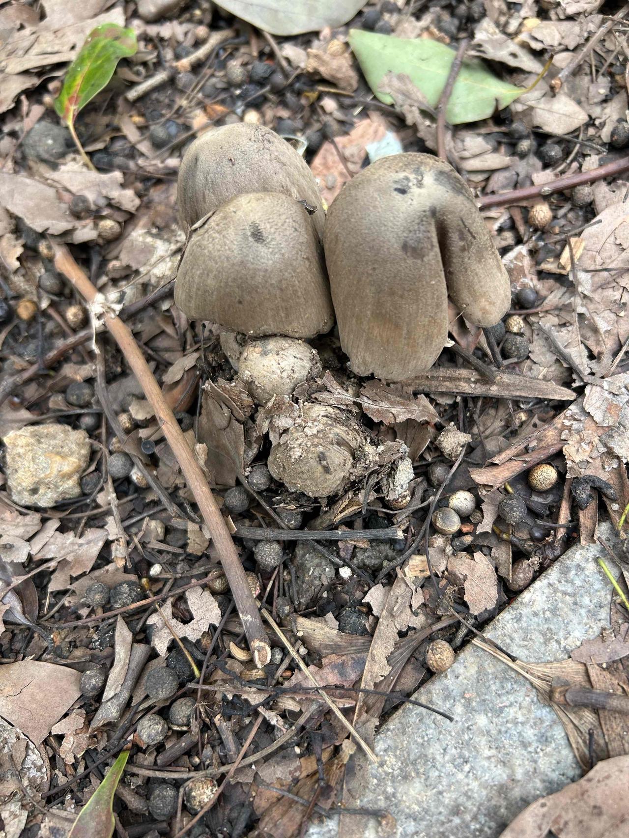 这个能吃吗？[思考]
野生菌