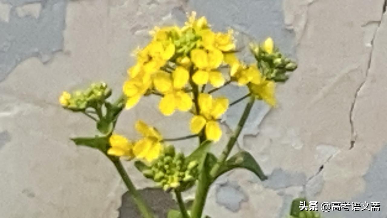 春日生活打卡季阳光下的野花，绽放着生命的色彩。🌸🌞