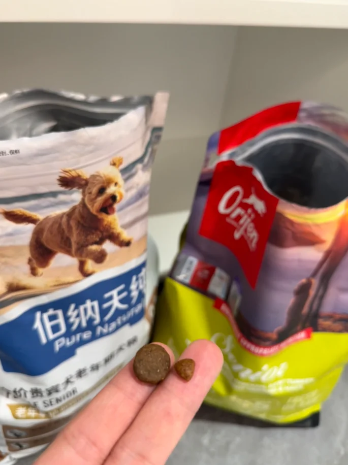 养狗久了才懂，老狗狗的状态从不说谎