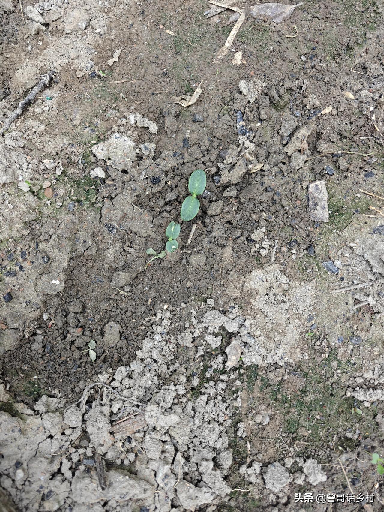 都说种黄瓜不能重茬，老杨师傅的实践否定这个说法。老杨是从外地搬来的，没有自家的菜