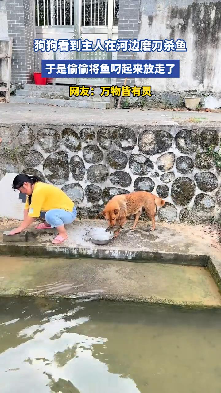 狗狗看到主人在河边磨刀杀鱼，于是偷偷将鱼叼起来放走了。网友：万物皆有灵。
6月5