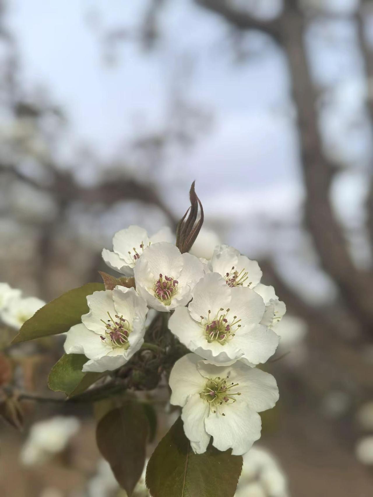 梨花盛开