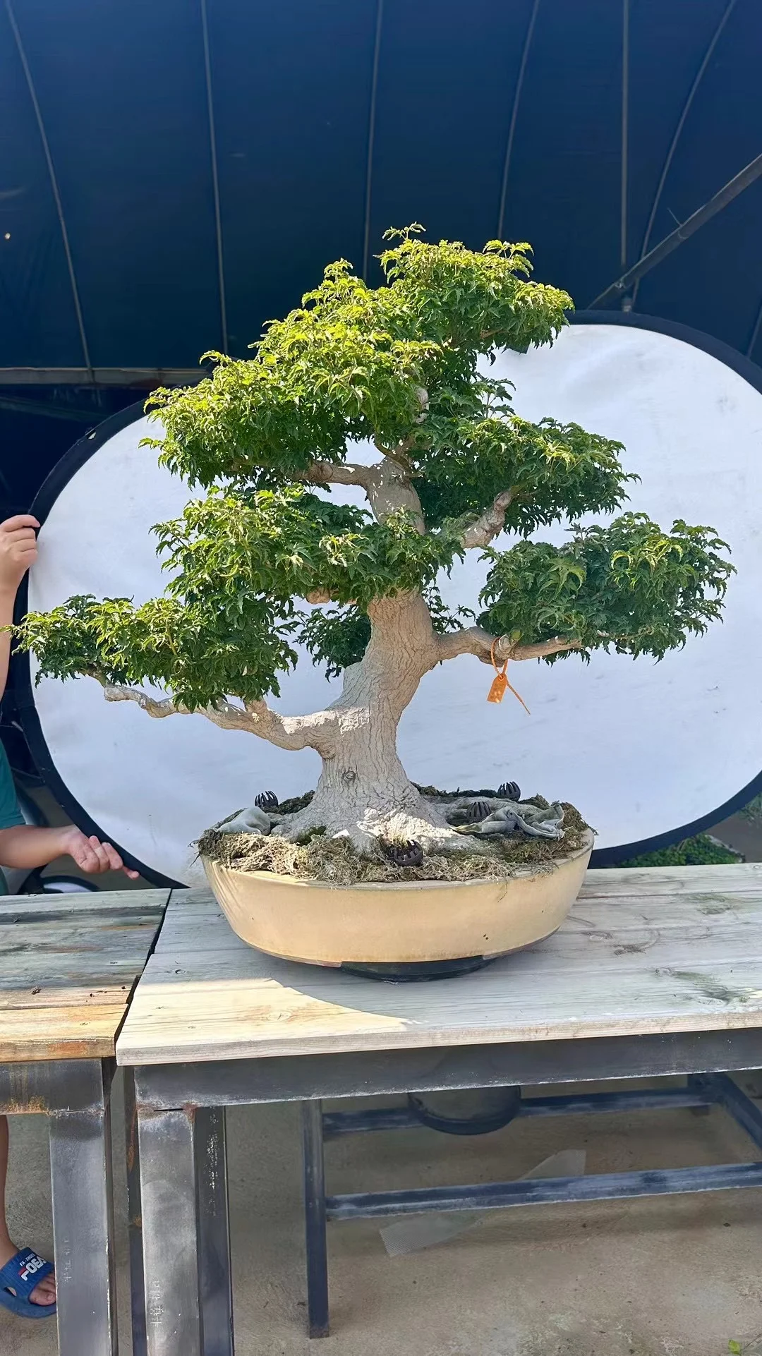 狮子头枫树