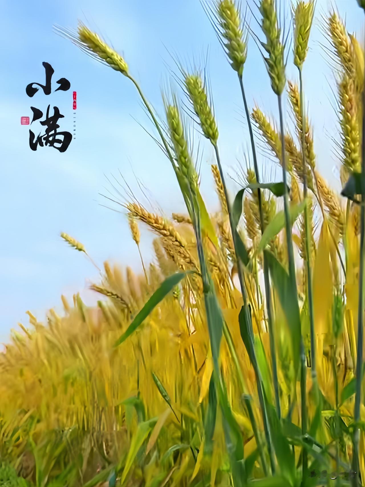 小满入夏，盈而未满
 
春深渐远，柔风褪去，小满悄然而至，为夏日拉开序章。
 