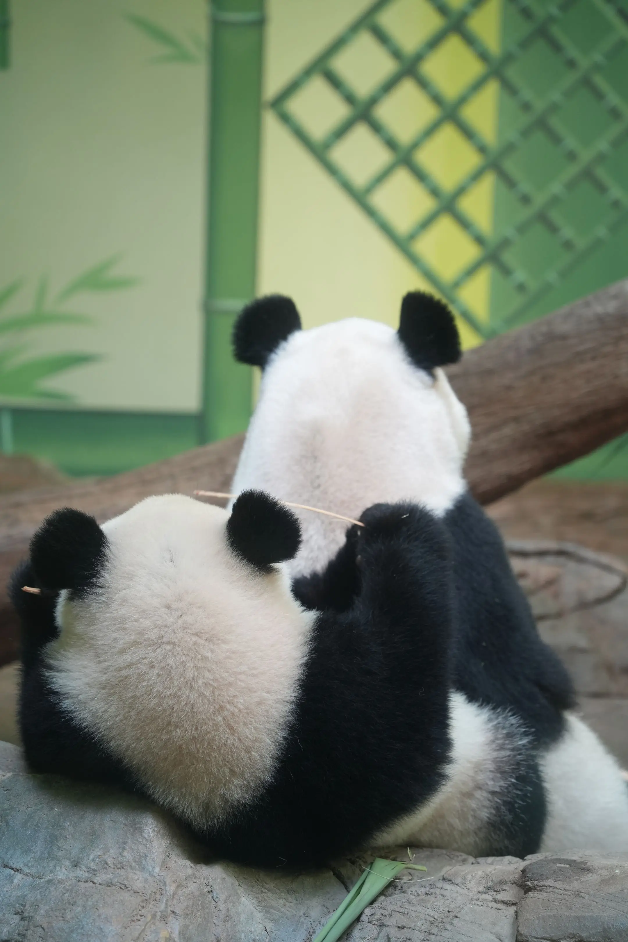 看着萌萌和妹猪的背影，就觉得很温馨。