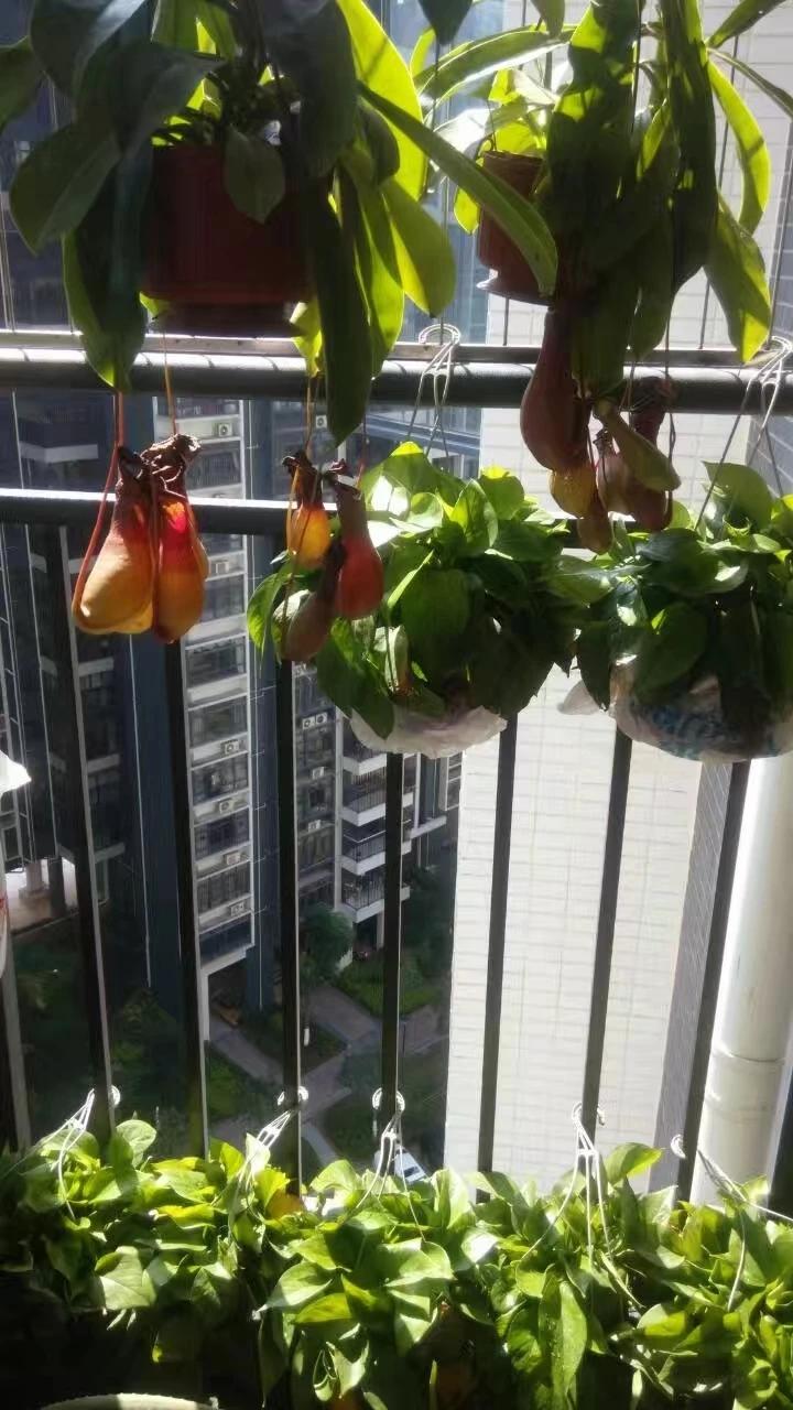 上初中的时候认识了猪笼草这种植物，那个时候就在想，等将来有条件了一定要养上一棵！