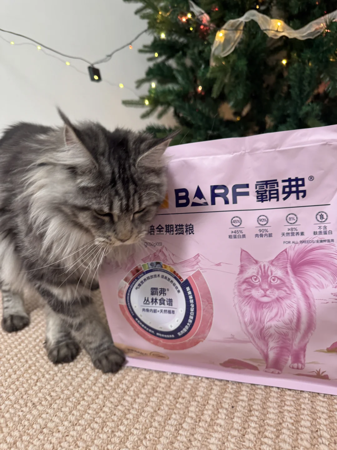 直接征服我家挑嘴小猫咪！